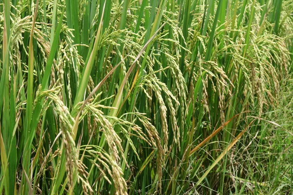 Groene rijstveld — Stockfoto