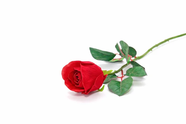 Beautiful Red rose Royalty Free Stock Photos