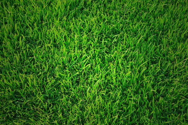 Green grass texture — Stock Photo, Image