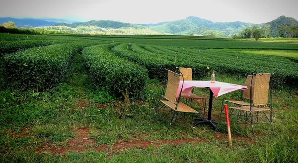 茶时间 — 图库照片