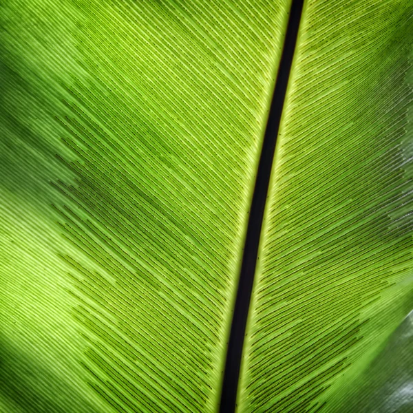 Textura de folhas verdes — Fotografia de Stock