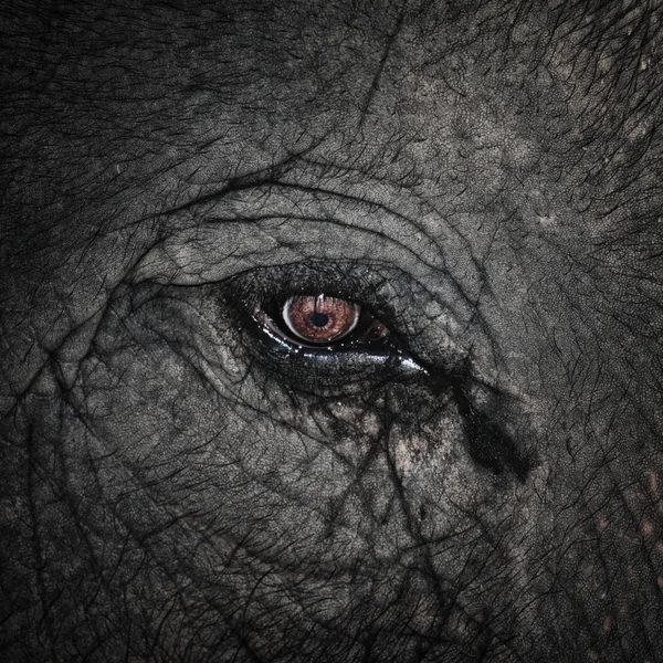 Close up of elephant eye