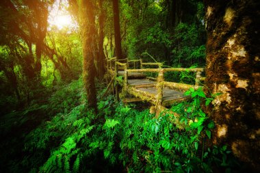 yağmur ormanı Inthanon dağ, chiang mai Tayland içine yürüyüş yolu
