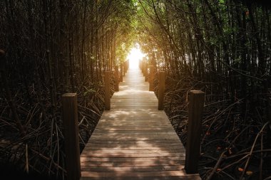 Orman mangrov Chanthaburi, Tayland at