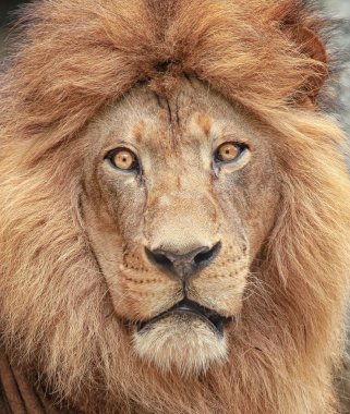 Görkemli bir aslan portresi