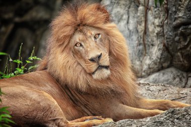 Aslan