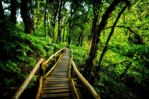 游走进雨林茵他侬山，泰国清迈的方式 — 图库照片