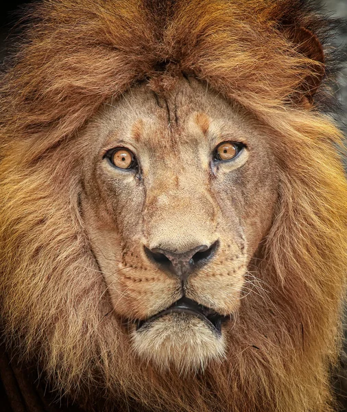 Portrait of a majestic lion — Stock Photo, Image