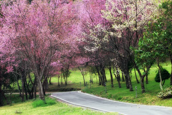 Kersenbloesem traject in chiangmai, thailand — Stockfoto