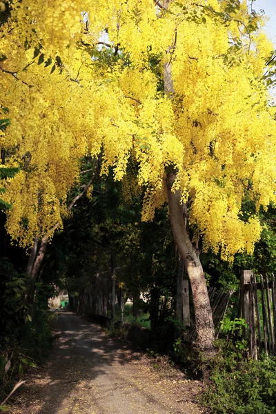 Golden Shower flower in Chiang mai Thailand — Stock Photo, Image