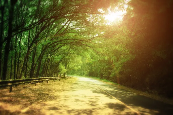 阳光下的绿树隧道 — 图库照片
