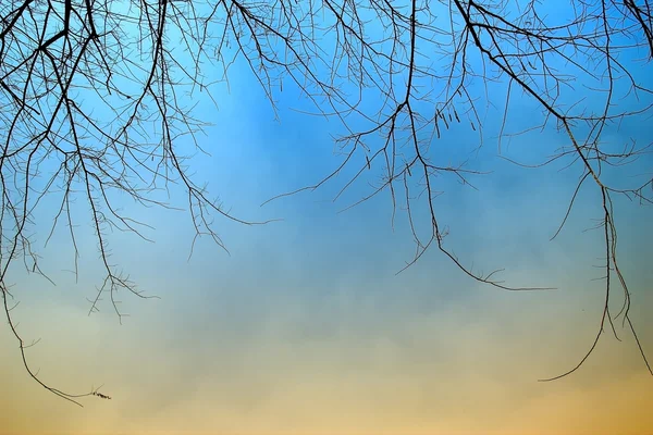 Árbol marchito — Foto de Stock