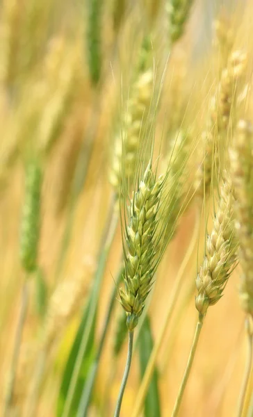 Gerst veld — Stockfoto