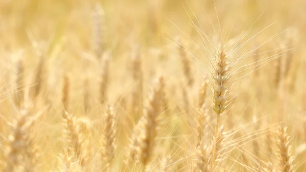 Gerst veld — Stockfoto