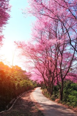 kiraz çiçeği yolu içinde chiangmai, Tayland