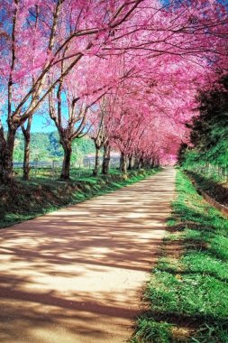 kiraz çiçeği yolu içinde chiangmai, Tayland