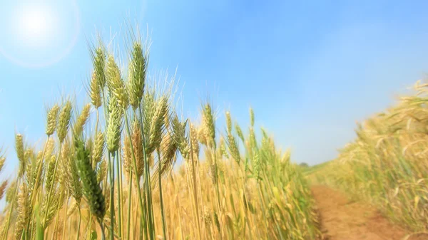 Gerst veld — Stockfoto