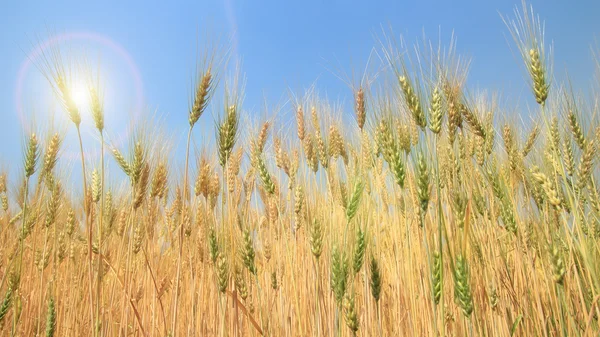 Barley field — Stock Photo, Image