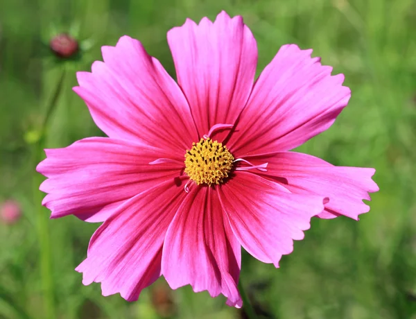 Cosmos flower — Stock Photo, Image