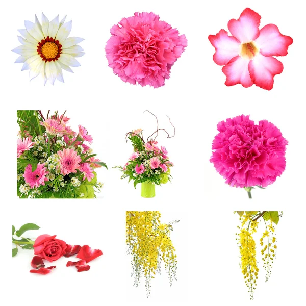Various Flowers Isolated on White Background — Stock Photo, Image
