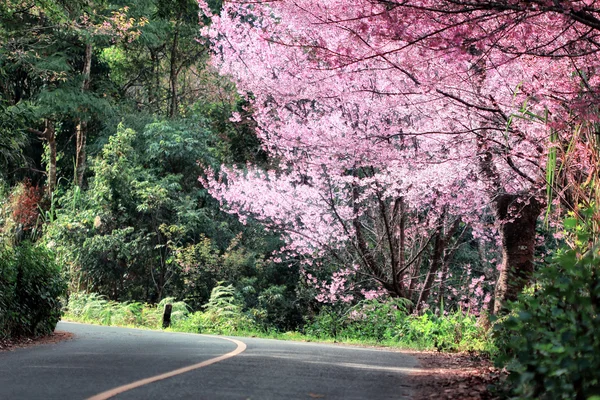 Cherry Blossom em Chiang Mai Tailândia — Fotografia de Stock