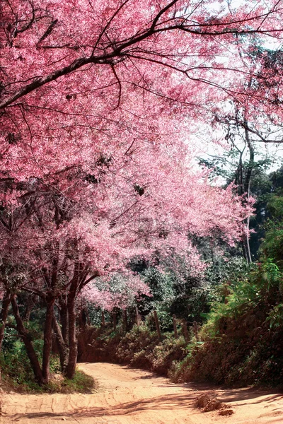 Cherry Blossom em Chiang Mai Tailândia — Fotografia de Stock