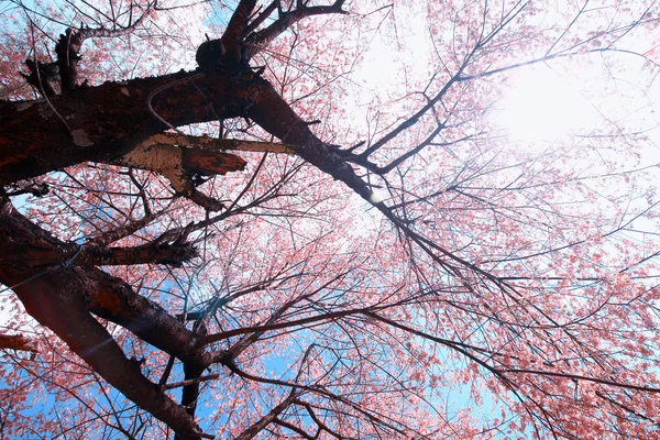 Cherry Blossom em Chiang Mai Tailândia — Fotografia de Stock