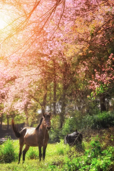 Pferd in rosa Kirschblüte — Stockfoto