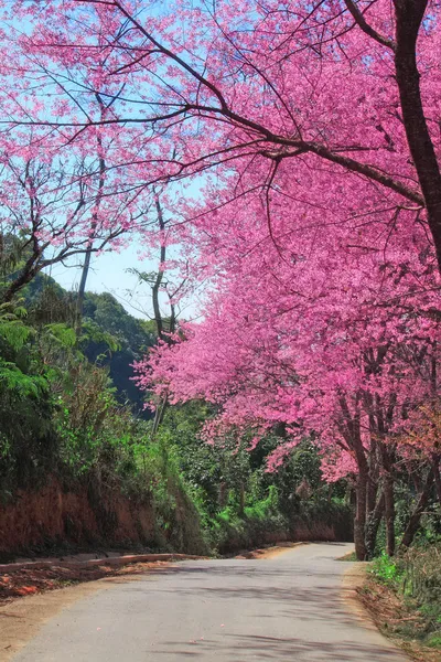 Cherry Blossom Pathway in ChiangMai, Thailand — Stock Photo, Image