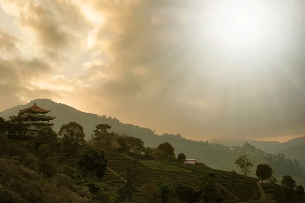 Чайное поле на закате — стоковое фото