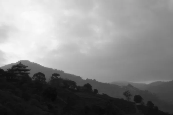 Tea field B & W — Stock Photo, Image