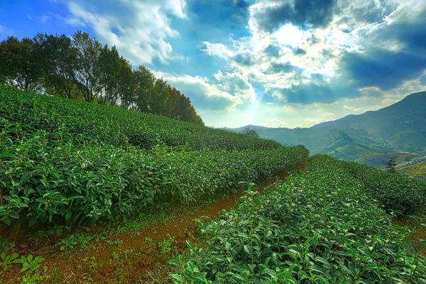 Paisaje de plantación de té verde —  Fotos de Stock