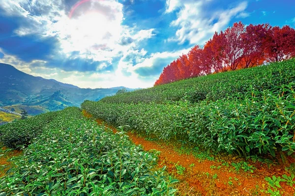 Groene thee plantage landschap Rechtenvrije Stockfoto's