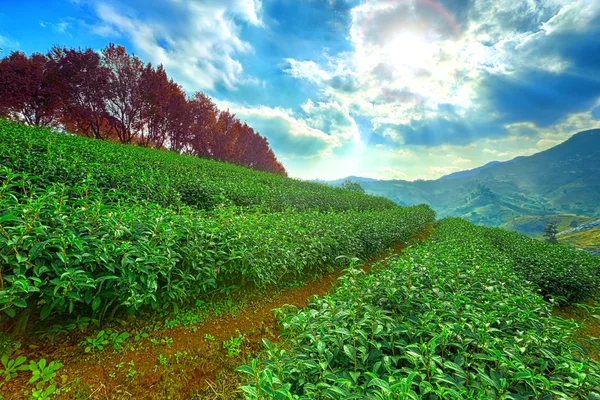 绿茶叶种植园景观 图库图片