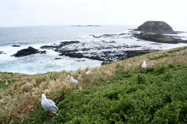 Rugged Coastline of Phillip Island — Stock Photo, Image