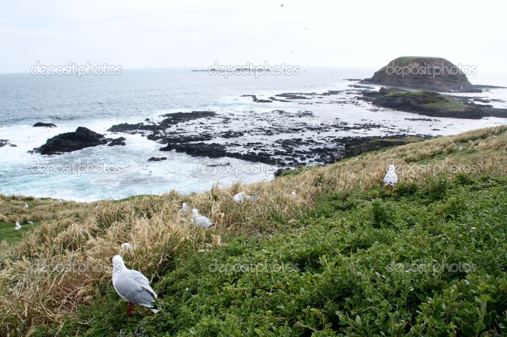 Rugged Coastline of Phillip Island