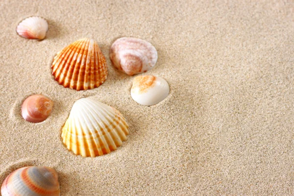 Sea shells on sand at the beach — Stock Photo, Image