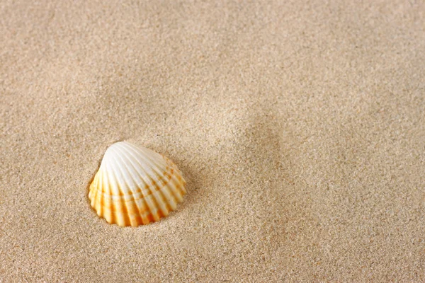 Одна морская раковина на песке на пляже — стоковое фото