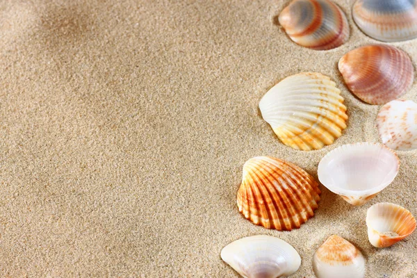 Sea shells on sand at the beach — Stock Photo, Image