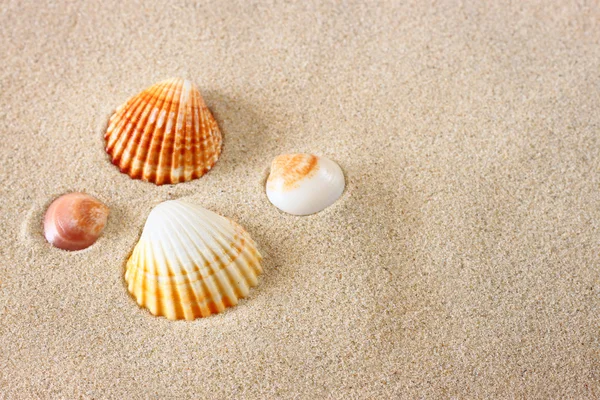 Sea shells on sand at the beach — Stock Photo, Image