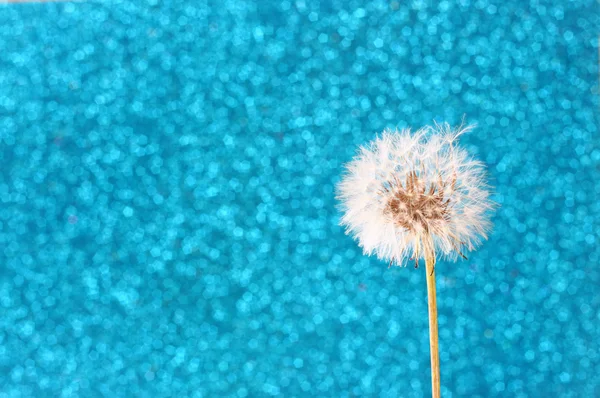 Dente di leone con sfondo blu scintillante — Foto Stock