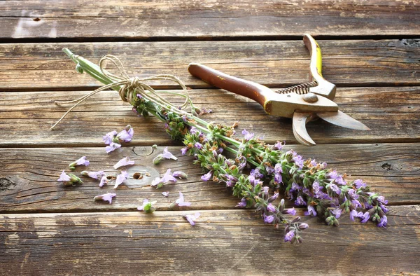 Romero fresco y salvia recogidos del jardín — Foto de Stock