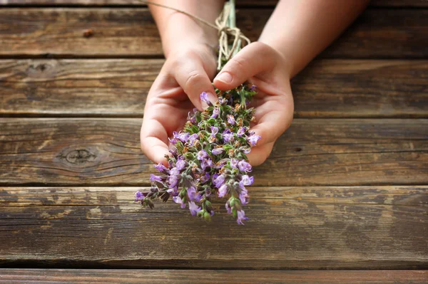 Mãos de mulher segurando flores de sálvia planta — Fotografia de Stock