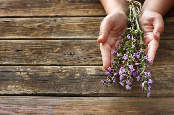 Femme mains tenant des fleurs de plantes de sauge — Photo