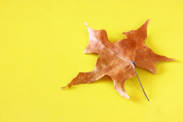 Single golden leaf on yellow background — Stock Photo, Image