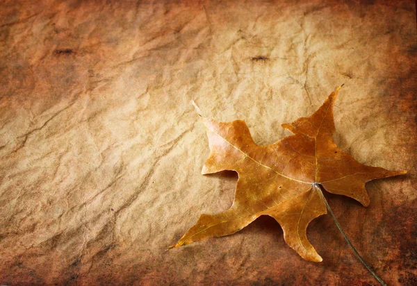 Vintage leaf bakgrund. enda bruna blad mot texturerat bakgrund. — Stockfoto