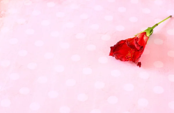 Красный цветок на розовом фоне — стоковое фото