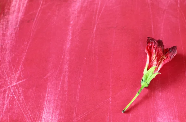 Piros virág a rózsaszín háttér — Stock Fotó