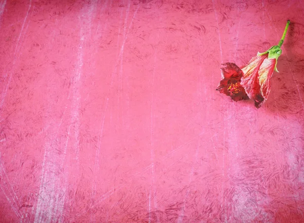 グランジ背景に赤い花 — ストック写真