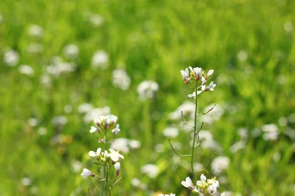 Fleurs sauvages poussant dans la prairie — Photo